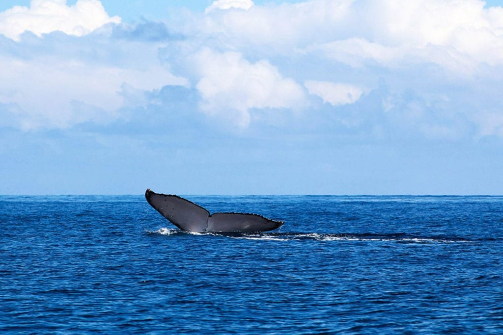 Whale watching in Panama