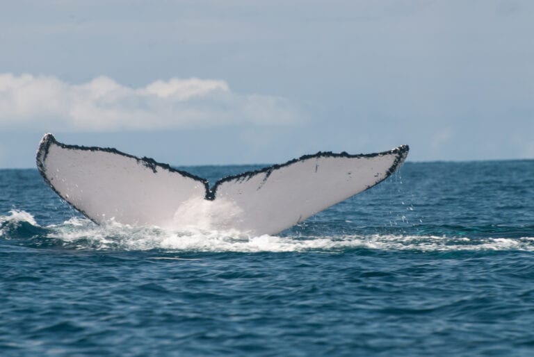 Humpbacks are not the only whales in Panama!